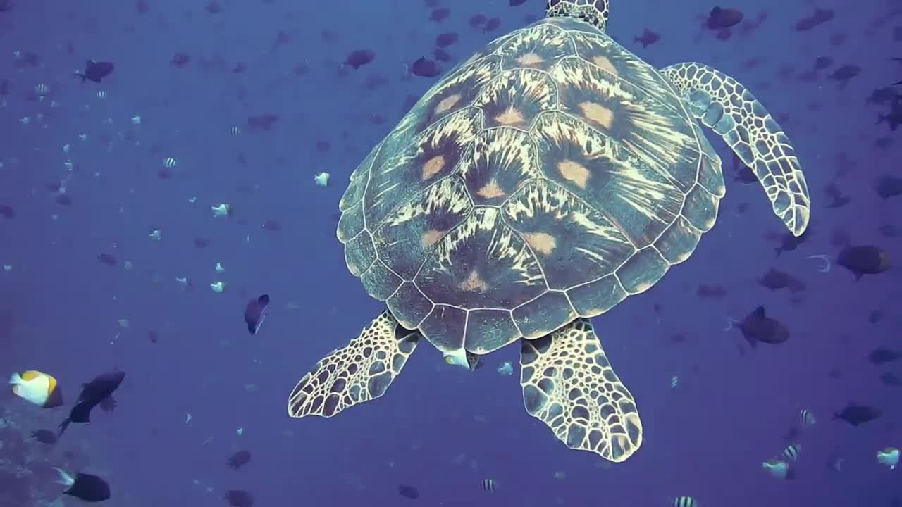 Turtle swimming under the water