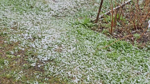 Snow in sweden in May ਮਈ ਦੇ ਮਹੀਨੇ ਚ ਬਰਫ