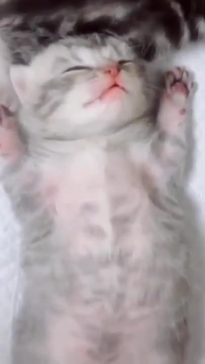 Cat Shorts #shorts #catshorts #catfunny #cat #lovelycat