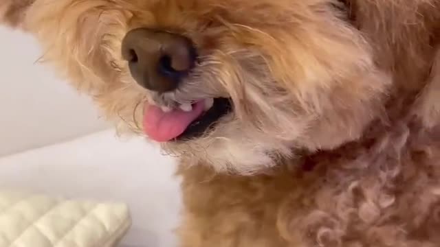 방귀 뀐 놈이 성낸다더니..🐻 #미소아라 #foryou #fyp #poodle