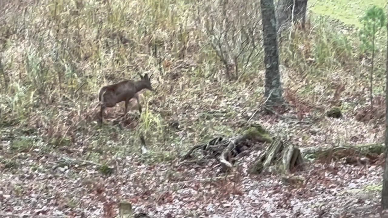 6 point Buck chasing bucks