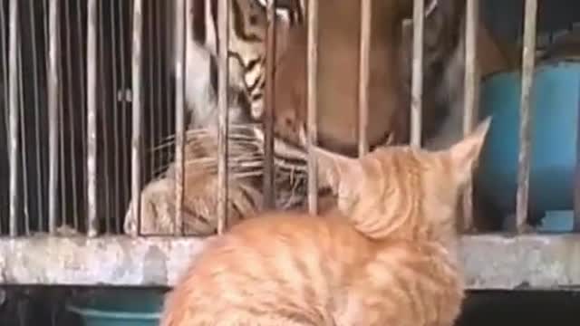 Cats are so smart! 💛