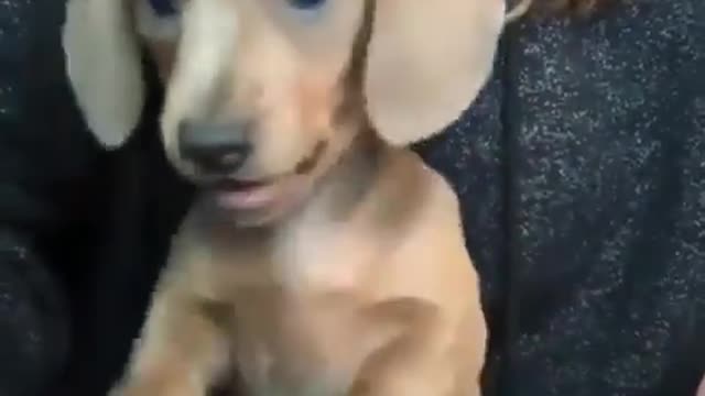 Cute puppy playing trying to barkkk