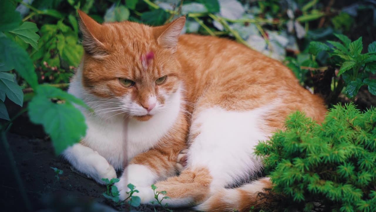 Relaxed Cat