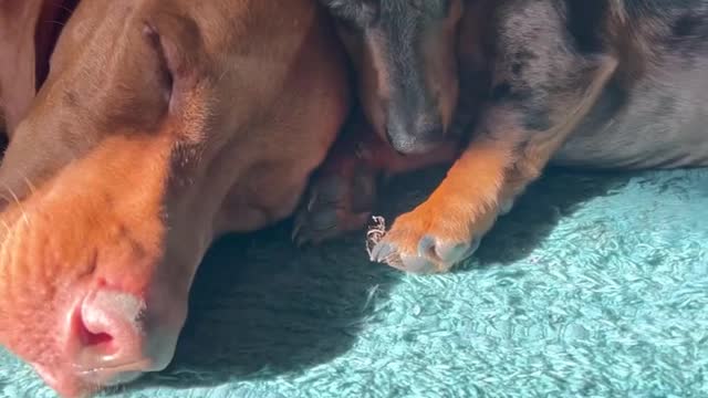 Helping Rosie the Mini Dachshund Lost in a Rabbit Hole