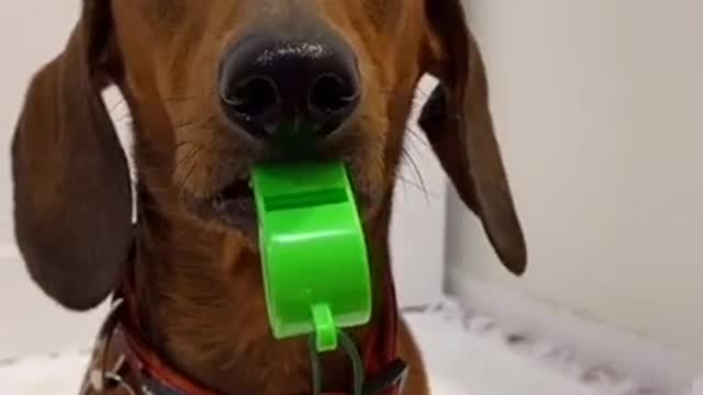 🤣 Funniest 🐶 Dogs - Awesome Funny Pet Animals Videos 😇 https://www.youtube.com/watch?v=0pmOWjdNITo