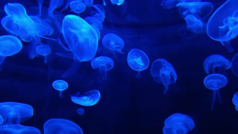 DEEP OCEAN - Drifting Jellyfish with Ambient and Calming Music for Relaxation-11