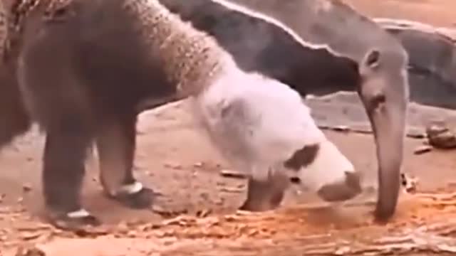 Who knows what kind of creature this is!?