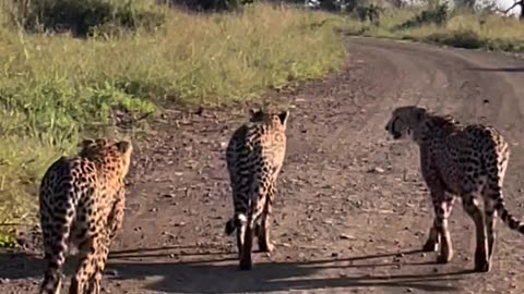 Babay animal cheetah 🐆 Cross the forset in Canada