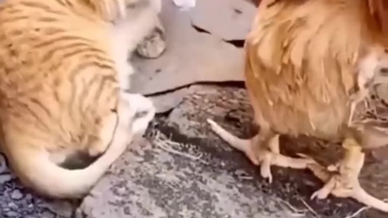 Funny video cat and cock video very funny video 😂