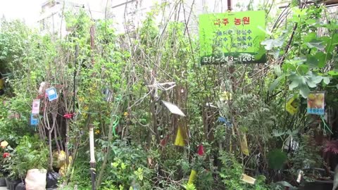 Jongno Flower Market, Seoul, South Korea