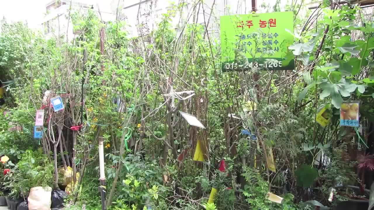 Jongno Flower Market, Seoul, South Korea