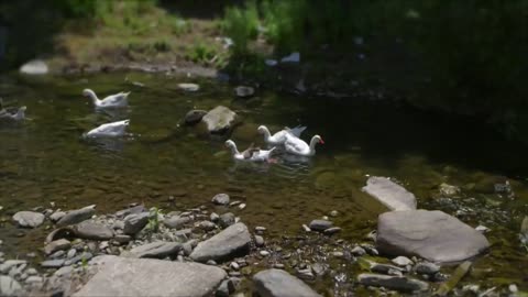 Relaxing video