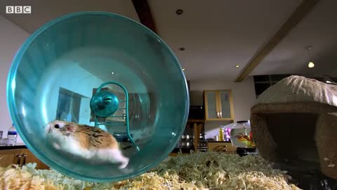 Russian Hamster Vs. Hamster Wheel! | Pets: Wild At Heart | BBC Earth