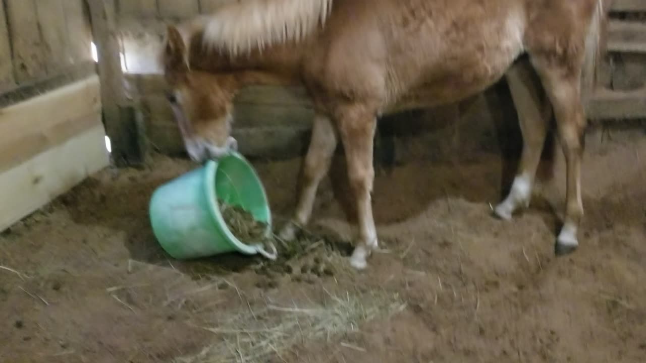 Cleaning partner