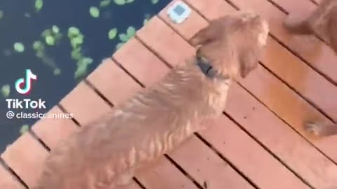 Your daily dose of funny cute dogs #relaxmydog #funny #dogs #funnydogs #compilation