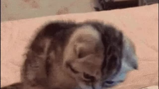 Cute Cat Gif 🐈