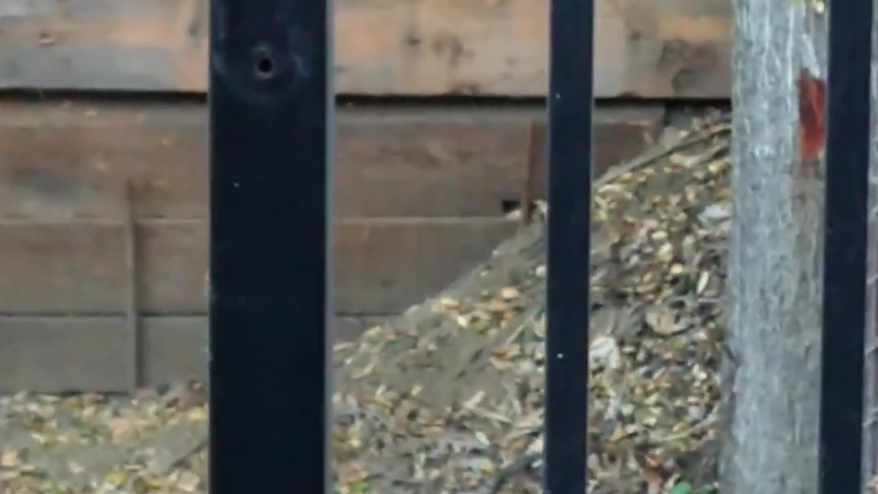 Squirrel Moving On Wood Bench Behind Bars View