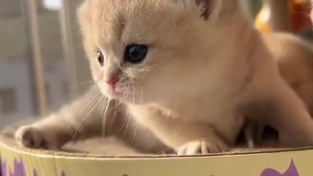pero que hermosura de gatitos 😍😍😍😍😍😍😍😍