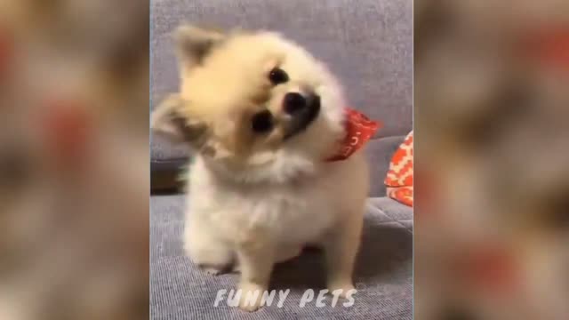 Funny pet activities