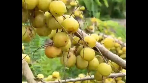Do you know this fruit #gooseberry #fruitgarden
