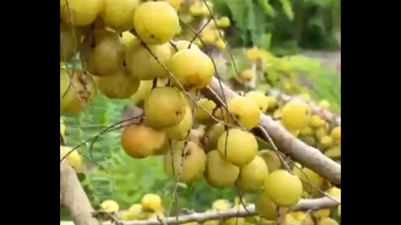Do you know this fruit #gooseberry #fruitgarden