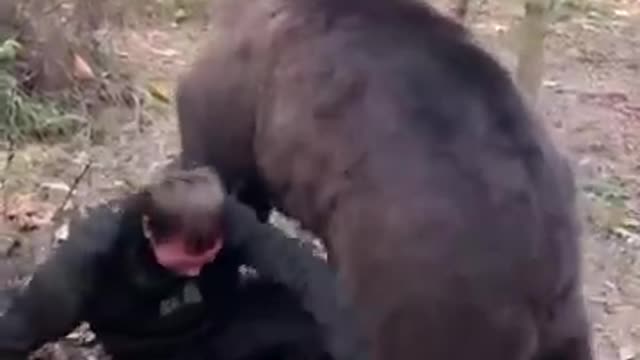 Russian bear, having fun.