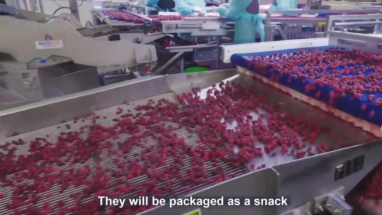 Red Raspberry Harvesting and Processing - Red Raspberry Cultivation Technology - Raspberry Factory