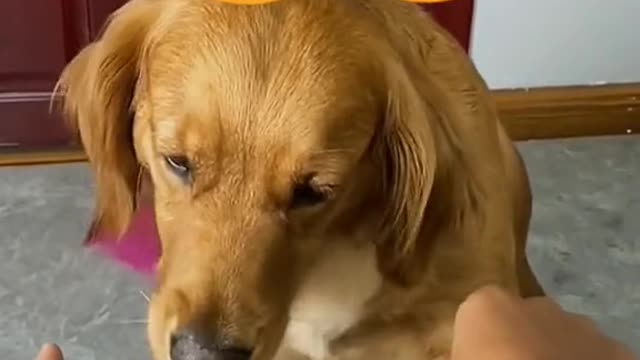 Dog funny choice