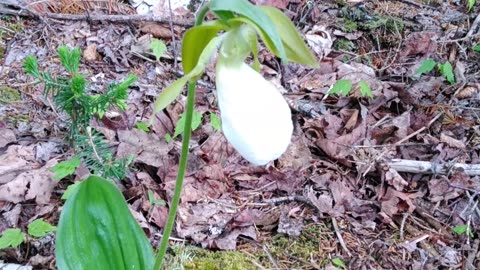 Slipper Orchid