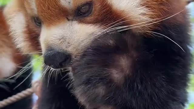 The cute little raccoon is licking his fingers