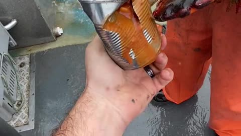 Lobster Cracks Open Canned Food