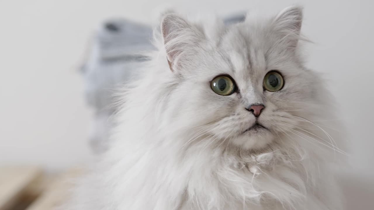 A White Persian Cat