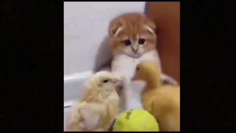 Funny Cat end Dog