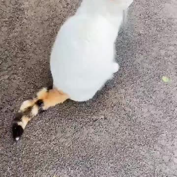 Tail doesn’t belong to the rest of the cat