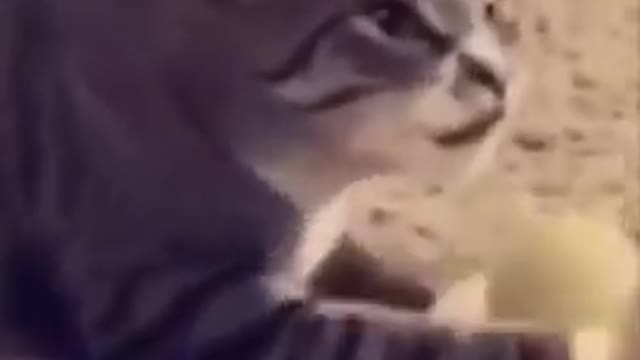 Funny dog