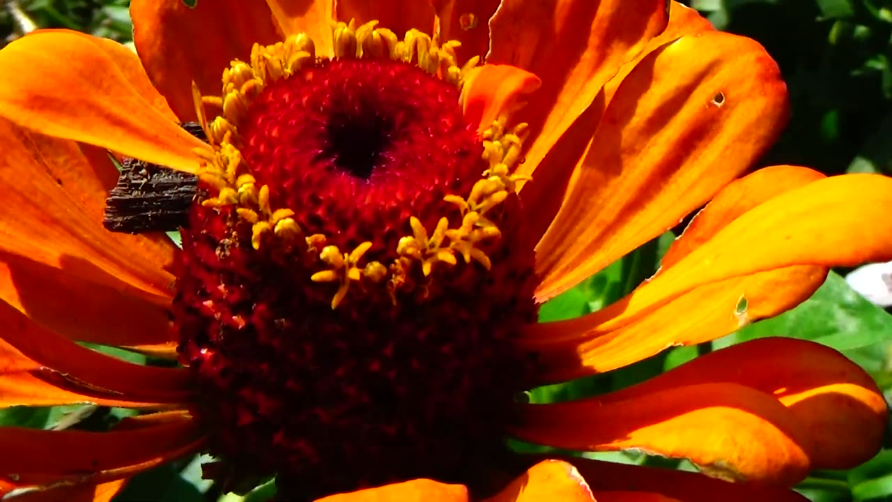 Orange Sunflower