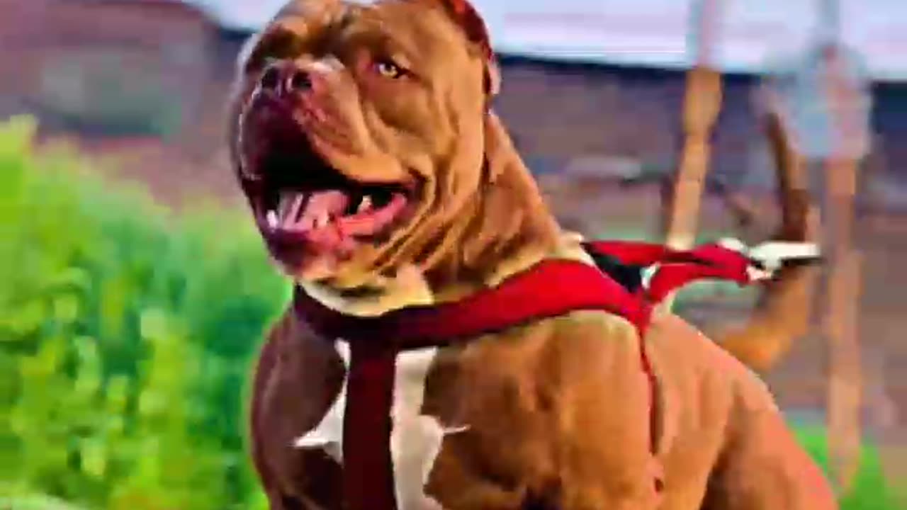 Pitbull Dog Is Most Dangiours Dog #Pitbull #Shorts #shortvideo