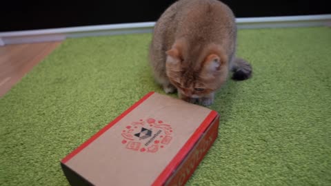 New Meow box!