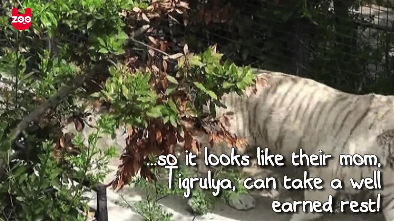 Four White Tiger Cubs