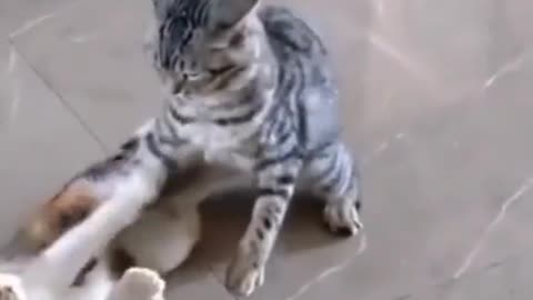 Cute cat videos