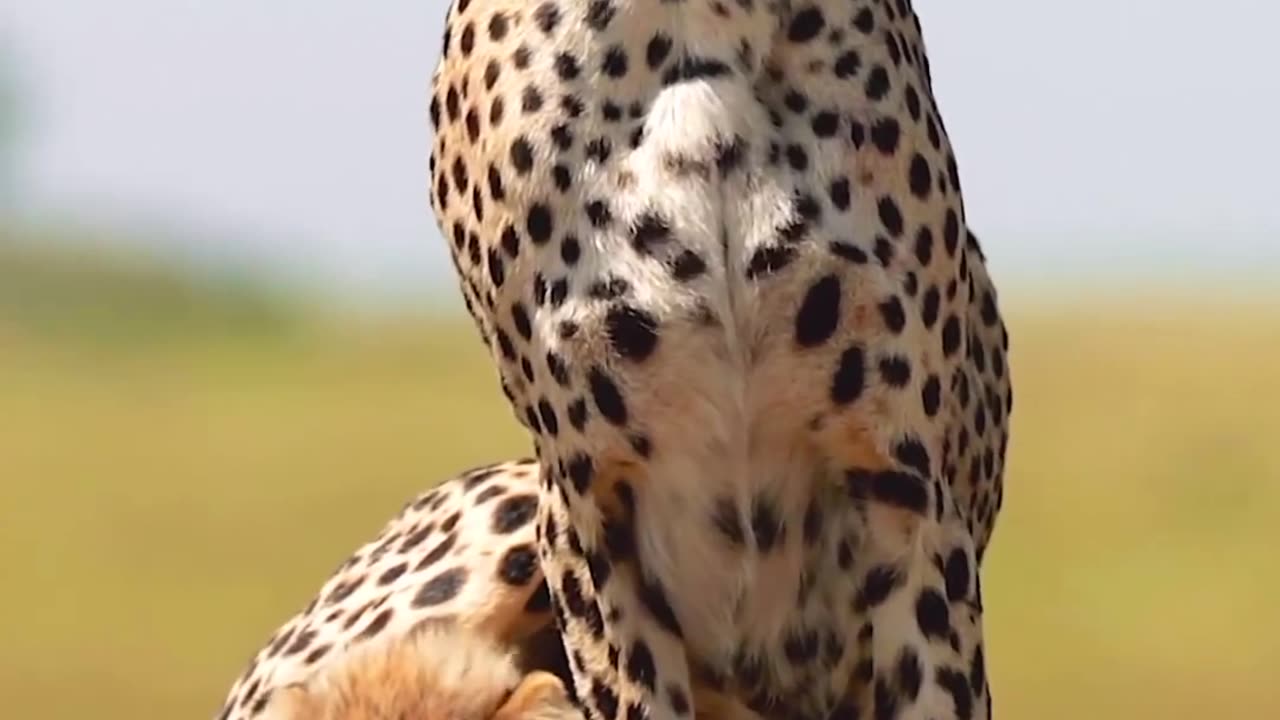 Cute ..cubs 😀. Cheetah and her cubs. puppies Yuz baby ..Mother.. Playing . Cute leopard cheetah