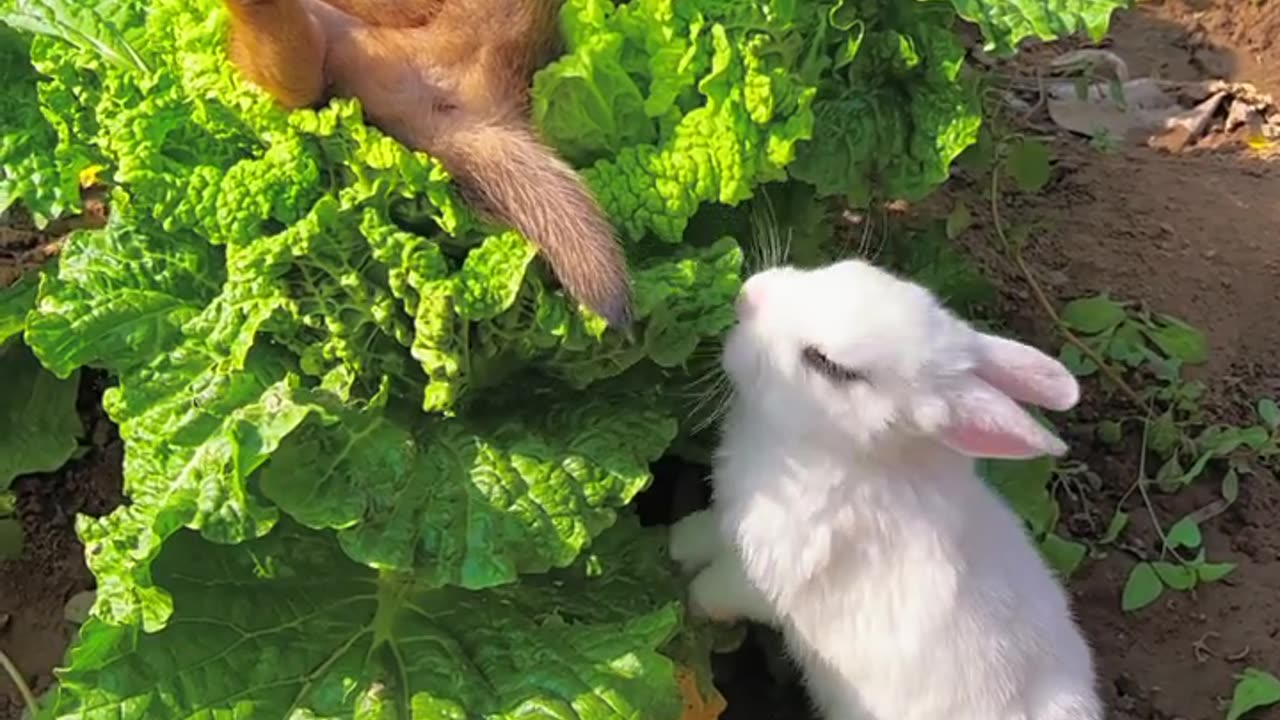 After the dog wakes up, he can't find the bunny
