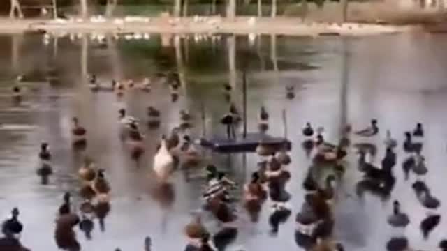 A swan that can skate