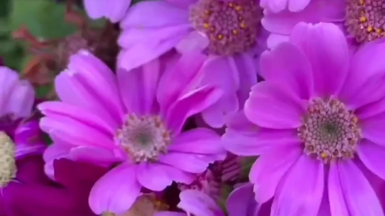 Morning flowers