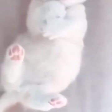 Cute Cats Video #shorts #cats #catlovers #kitten #babycat