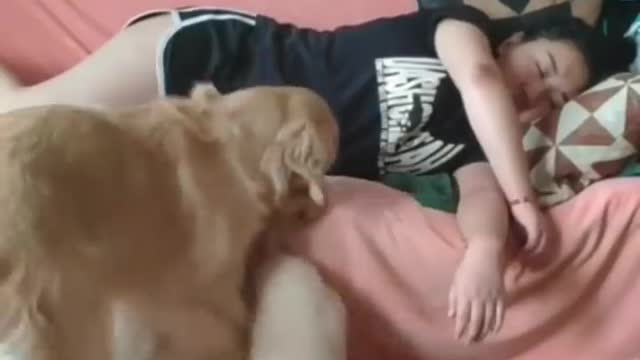 Cute baby animals Videos Compilation cutest moment of the animals - Cutest Puppies