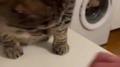 Cute Cats Eating #26 - She Prefers Tissues to Food