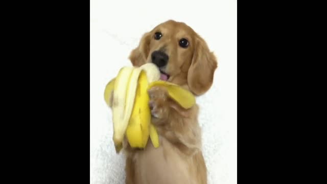 Gif video of dog eating a banana