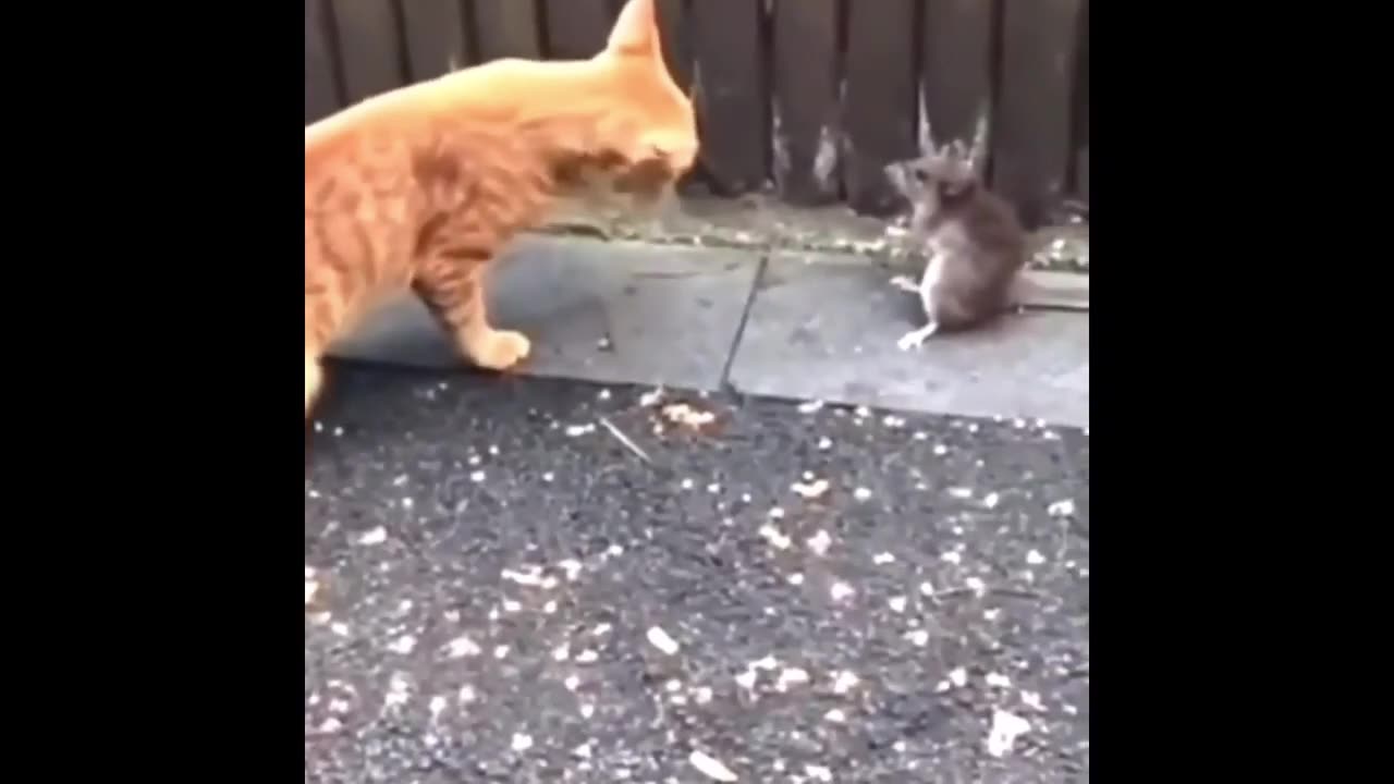 Funny animal videos [ cat vs mouse ] 2023 Funny cats dogs